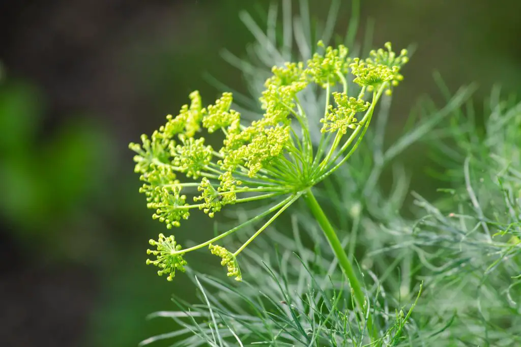 Flowering DIll Plant Outside