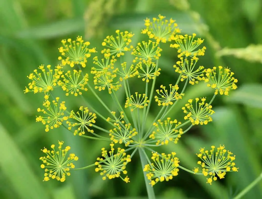 Dill Plant Flowering Outside