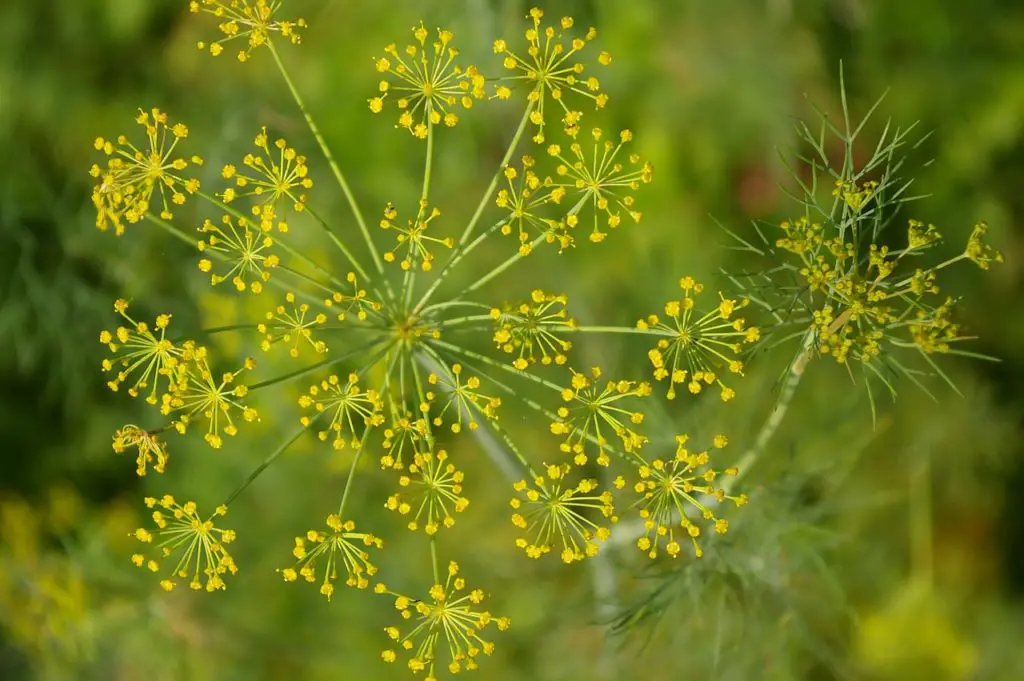 Dill Flowering Outdoors