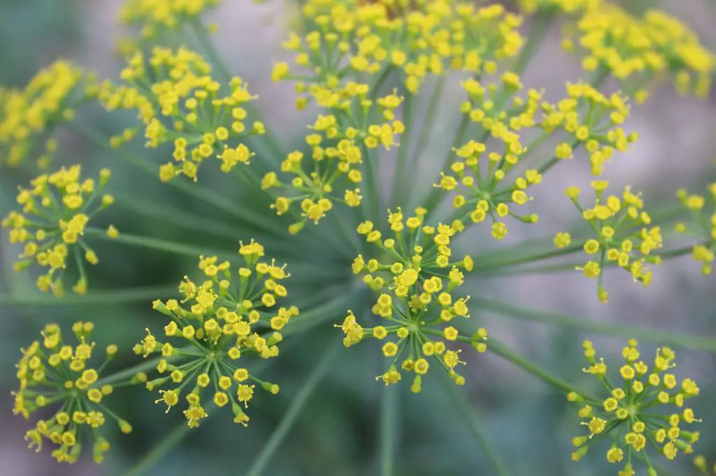 Flowering Dill Outdoors