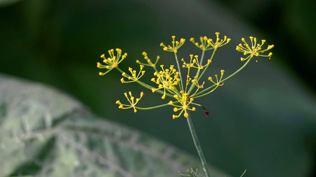 Flowering Dill Plant Outside