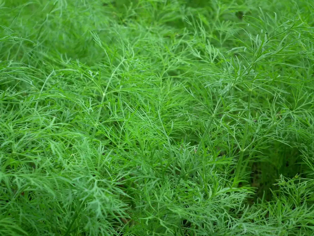 Dill Plant Growing In The Garden