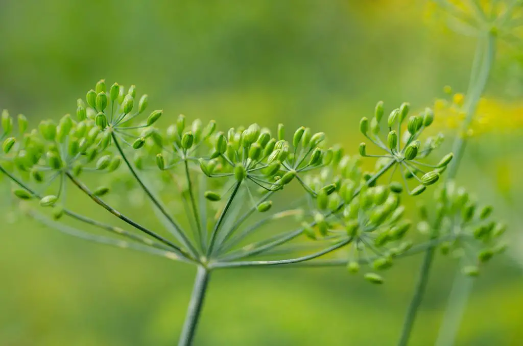 Dill Plant Growing Outdoors