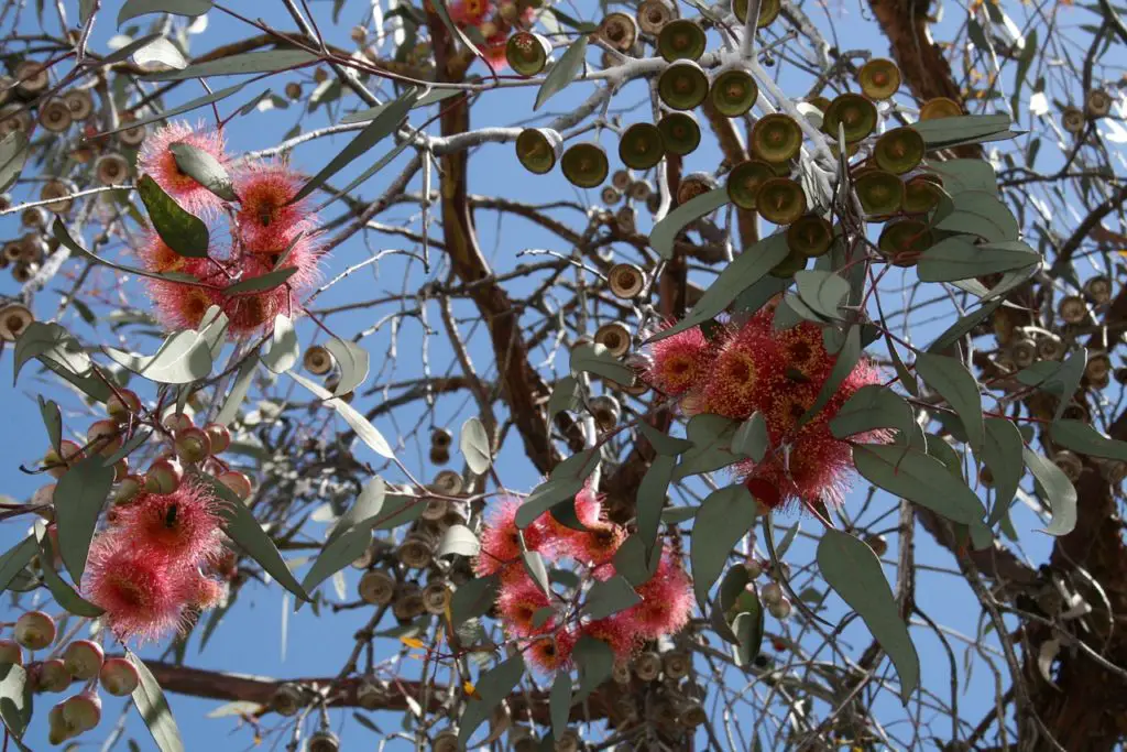 Eucalyptus Tree Growing In The Sun