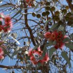eucalyptus, australian eucalyptus, blossoms-243252.jpg