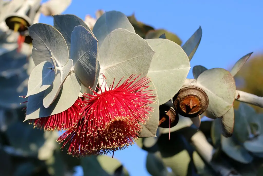 Eucalyptus Tree Growing In The Garden