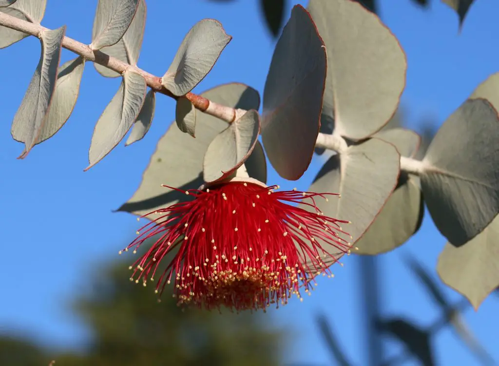 Eucalyptus Flowering In The Sun