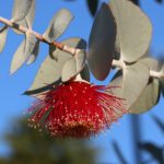 eucalyptus, eucalyptus leaves, eucalyptus blossom-3410622.jpg