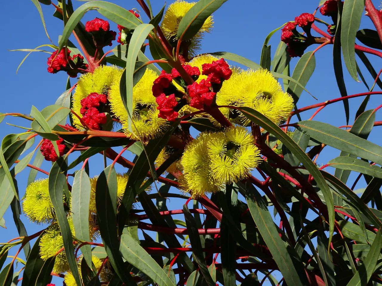 eucalyptus flower, australian tree blossom, colorful flowers-777900.jpg