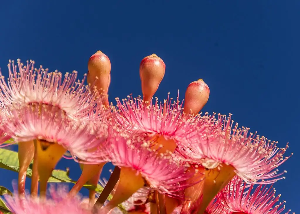 Pink Eucalyptus Flowers