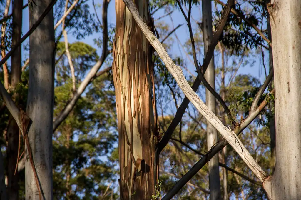 Eucalyptus Trees Growing