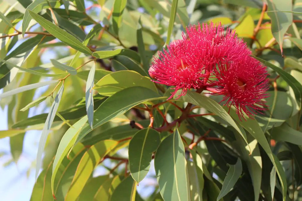 Flowering Eucalyptus Tree Outside