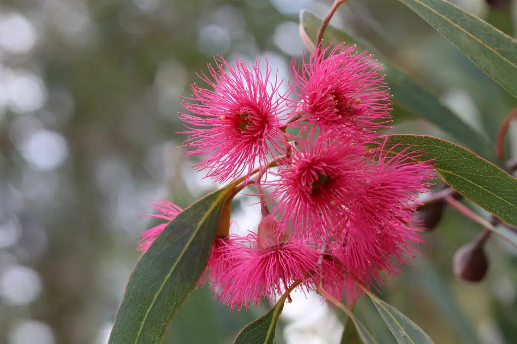 Pink Eucalyptus Tree Growing Outside