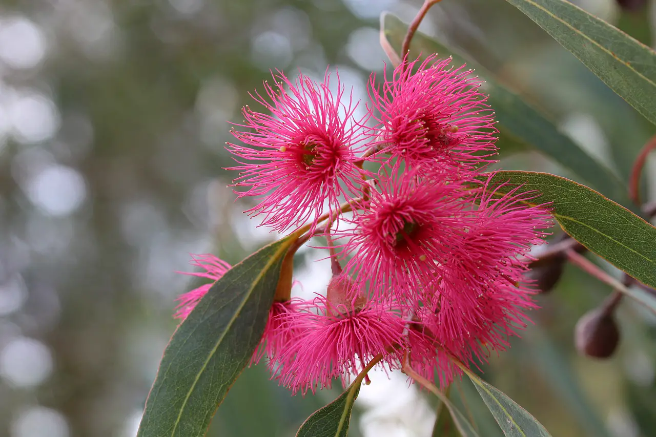 eucalyptus, gumtree, blossoms-5171688.jpg