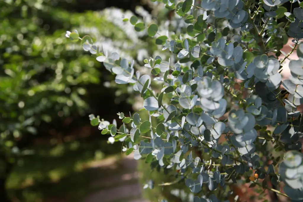 eucalyptus, leaf, plant-4571504.jpg