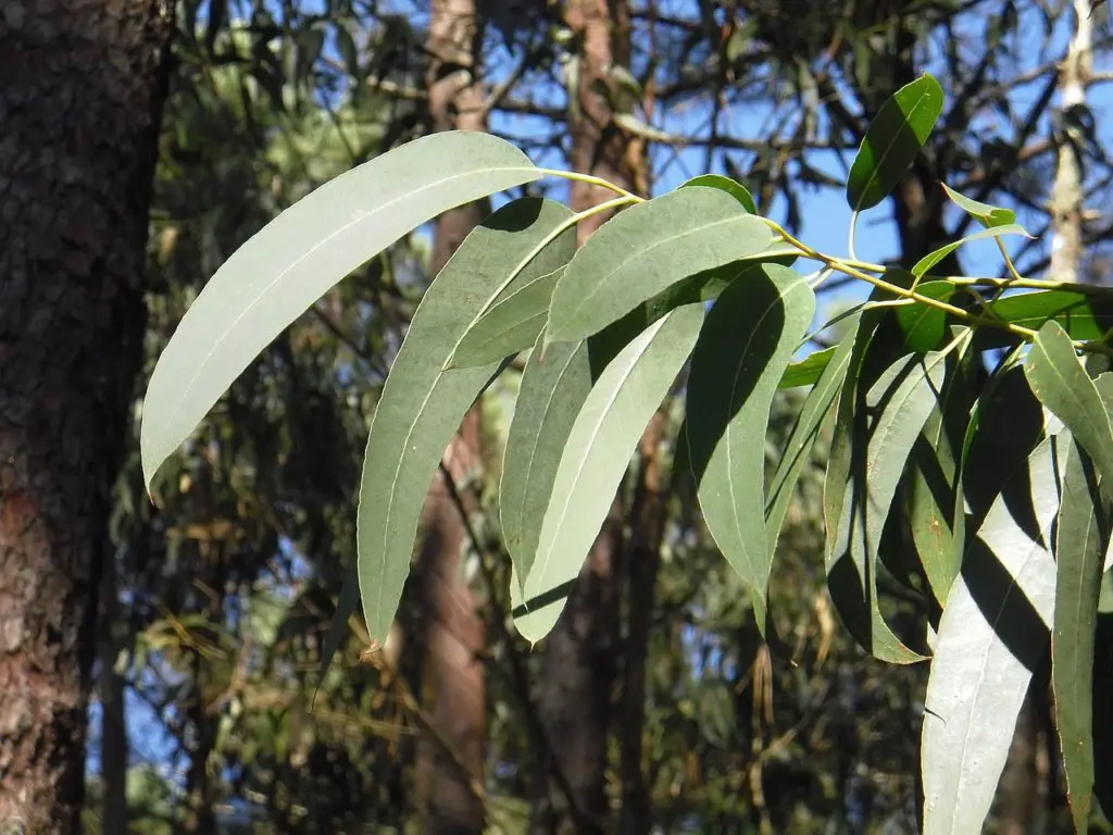 Eucalyptus Tree Growing Outside