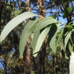 eucalyptus, leaf, sheets-2711285.jpg