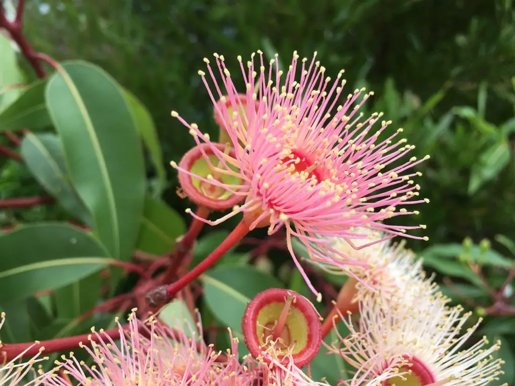 Flowering Eucalyptus Tree
