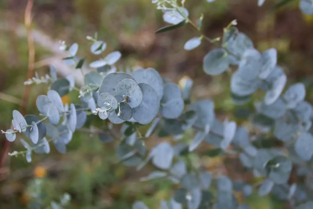 Eucalyptus Stems Growing Outdoors