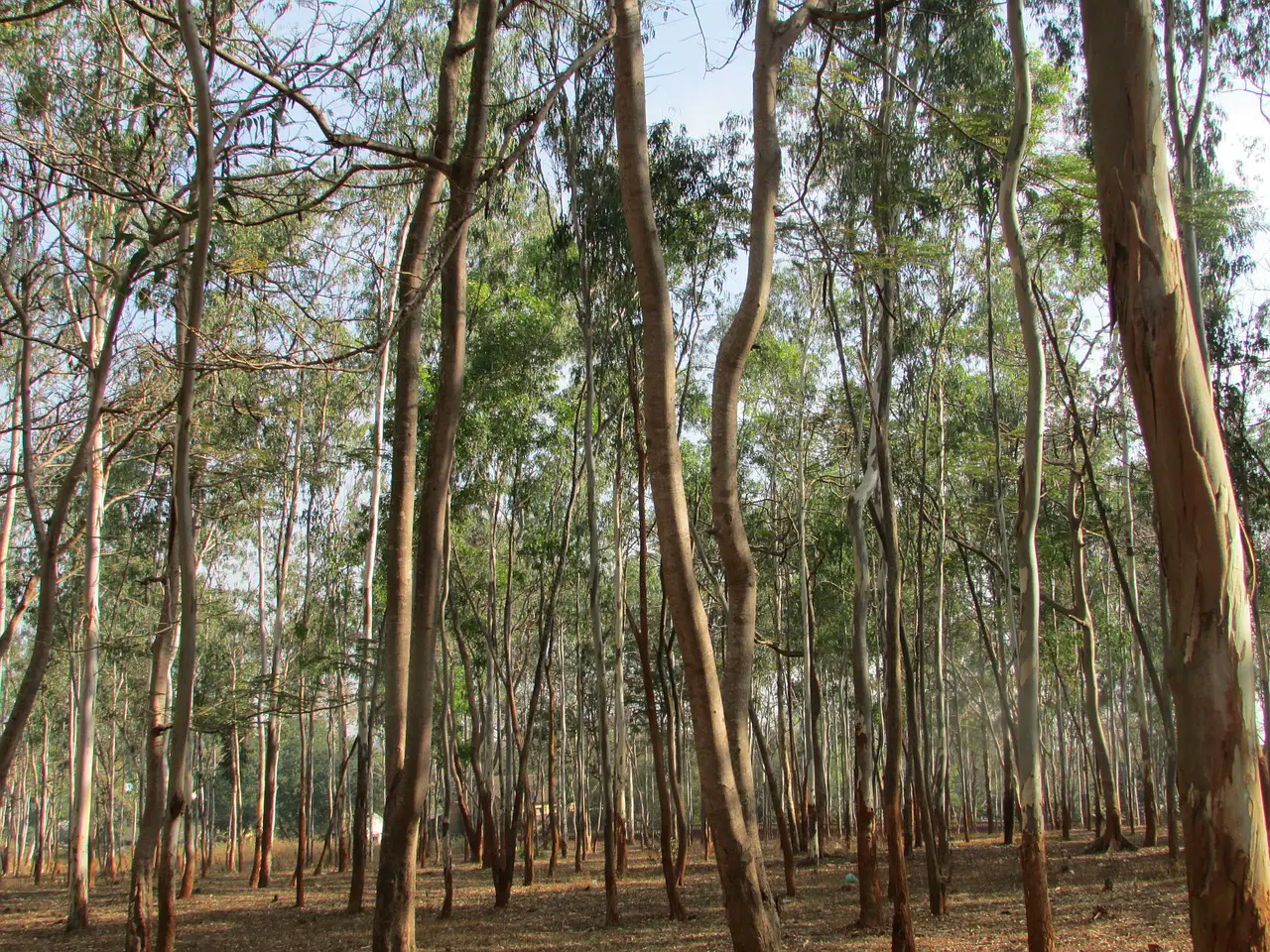 eucalyptus trees, eucalyptus, dharwad-239509.jpg
