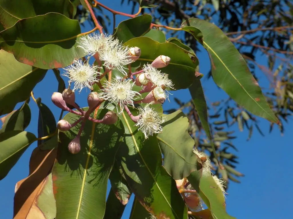 Flowering Eucalyptus Outdoors