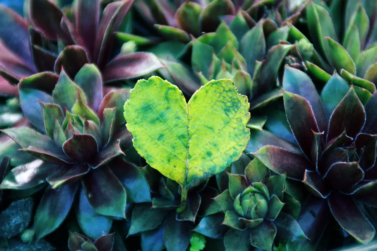 heart, leaf, nature-5055002.jpg