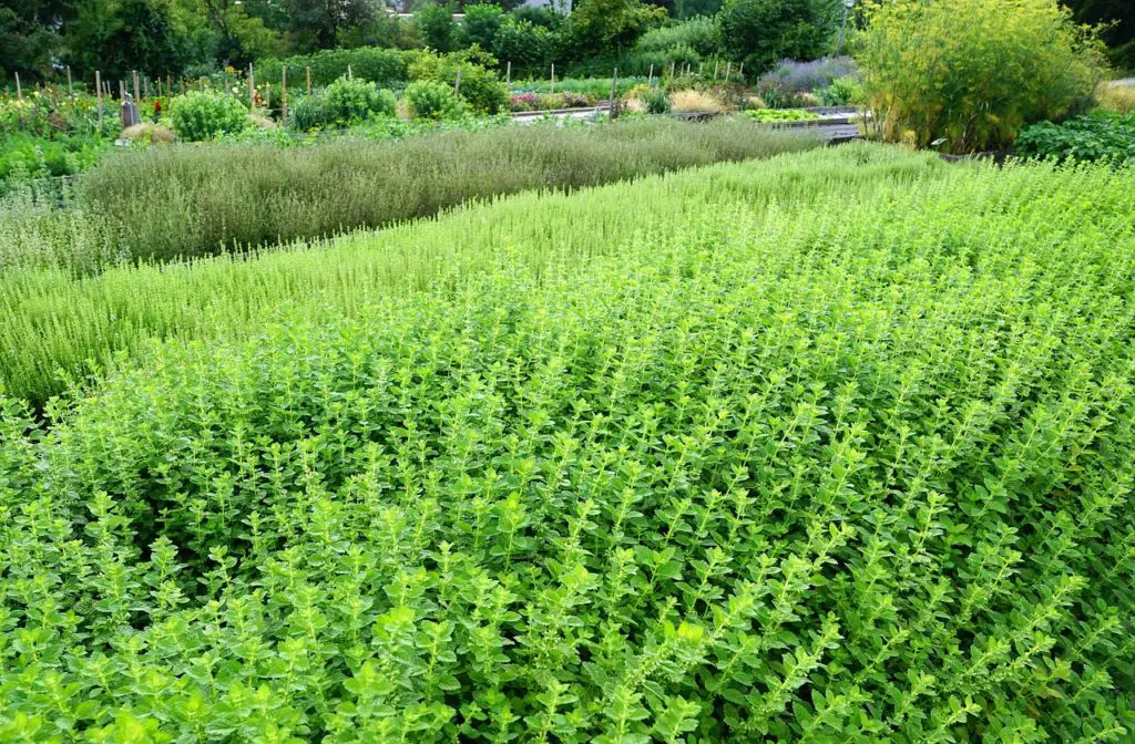 A Garden Of Mint Plants