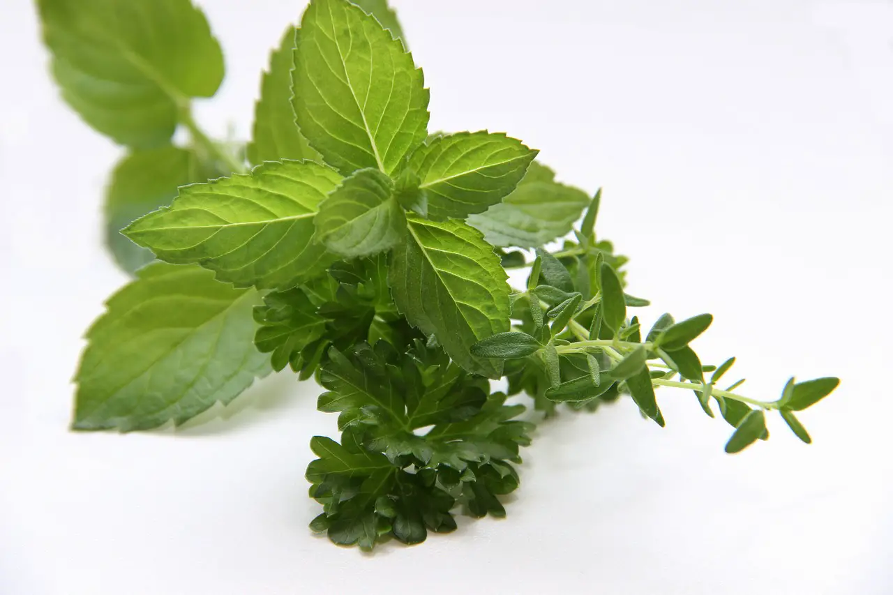 herbs, mint, thyme-3606074.jpg