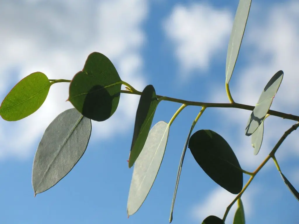 Eucalyptus Leaves Growing Outside