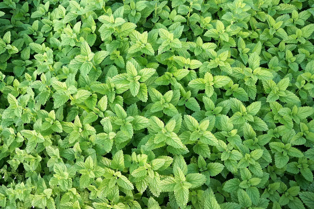 mint, herb, healthy-3872376.jpg