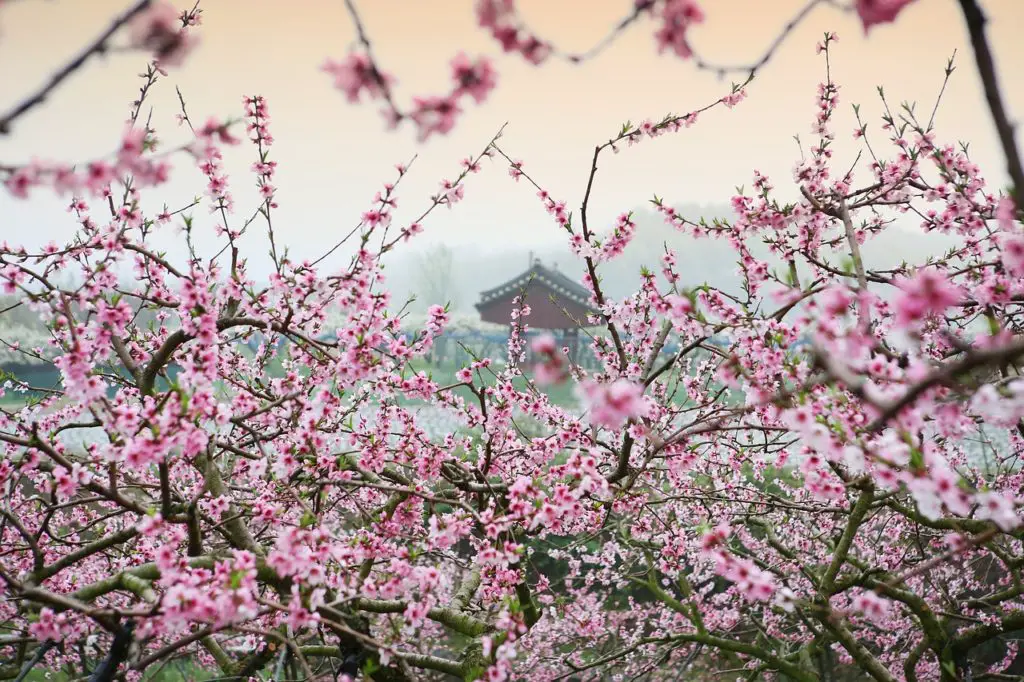 Blossoming Peach Trees