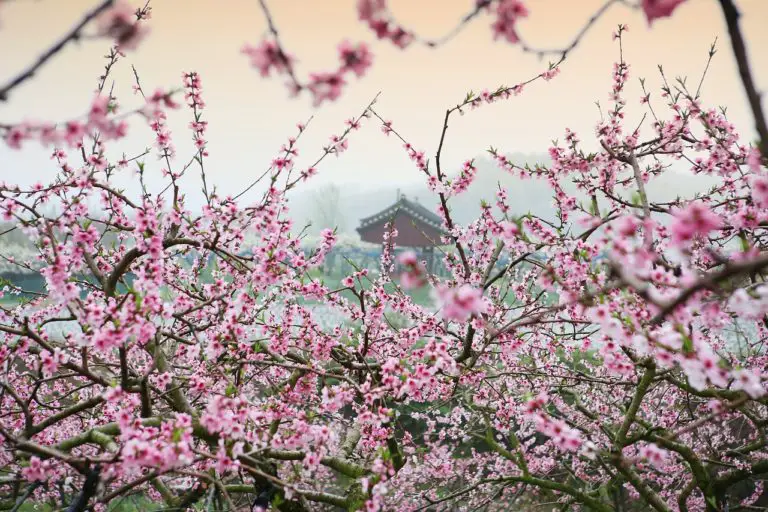 peach blossom, landscape, spring-4119429.jpg