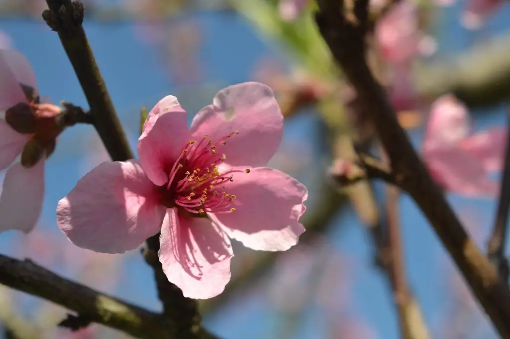 Peach Tree Blossoming