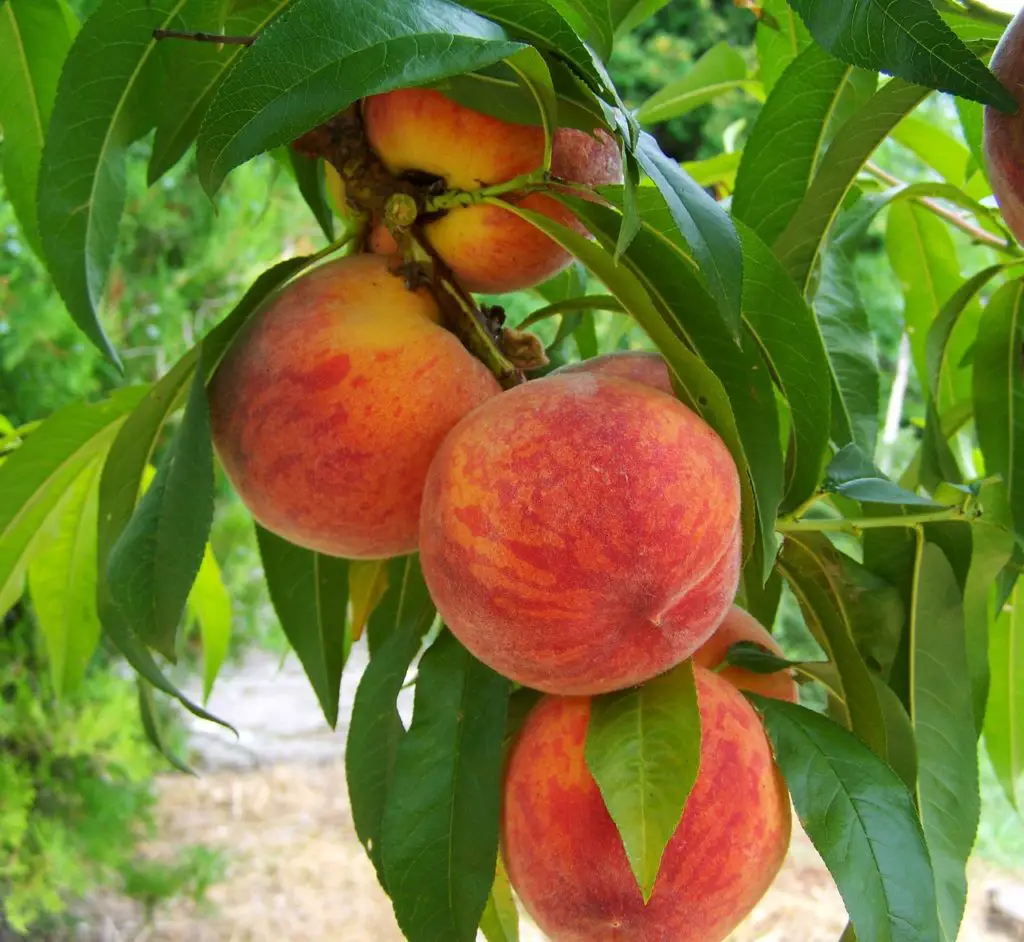 Peach Tree Ripening Outdoors
