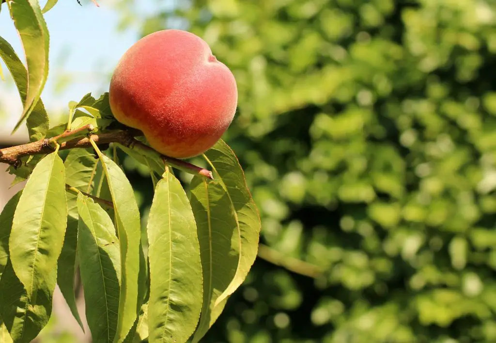 Peach Fruit Ripening Outdoors