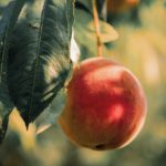 peach, fruit, tree-5598722.jpg