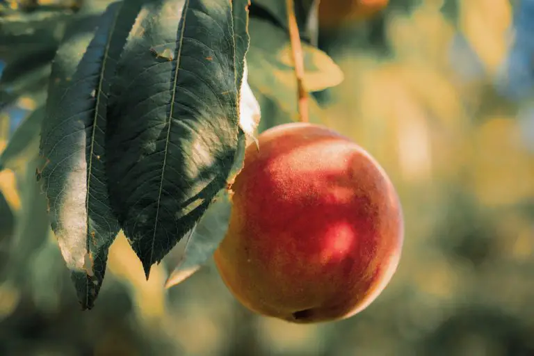 peach, fruit, tree-5598722.jpg