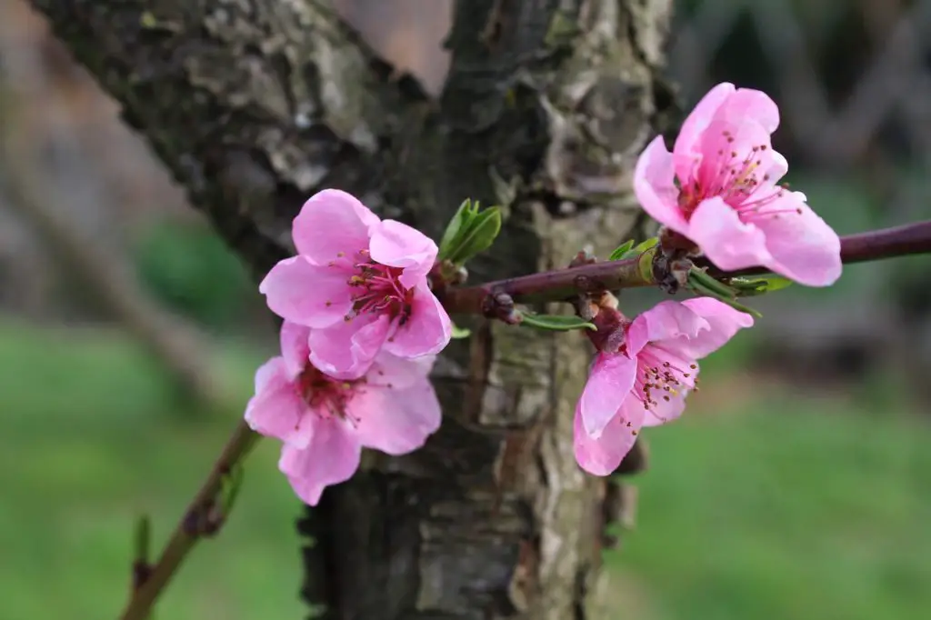 Flowering Peach Tree Outdoors