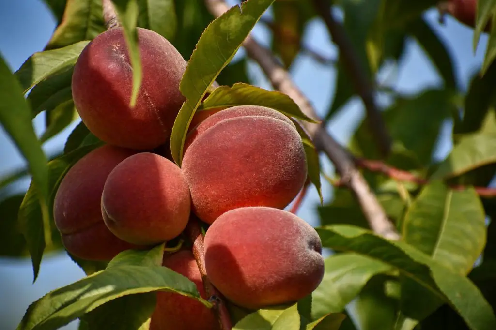 Peach Tree Growing Outdoors