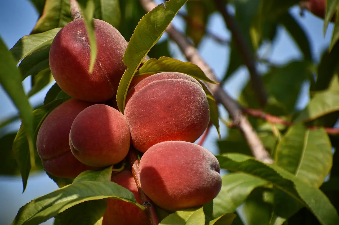 peach, tree, fruit-5425501.jpg