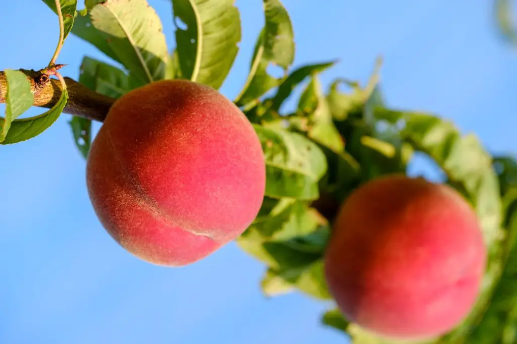 Peach Tree Growing Outdoors