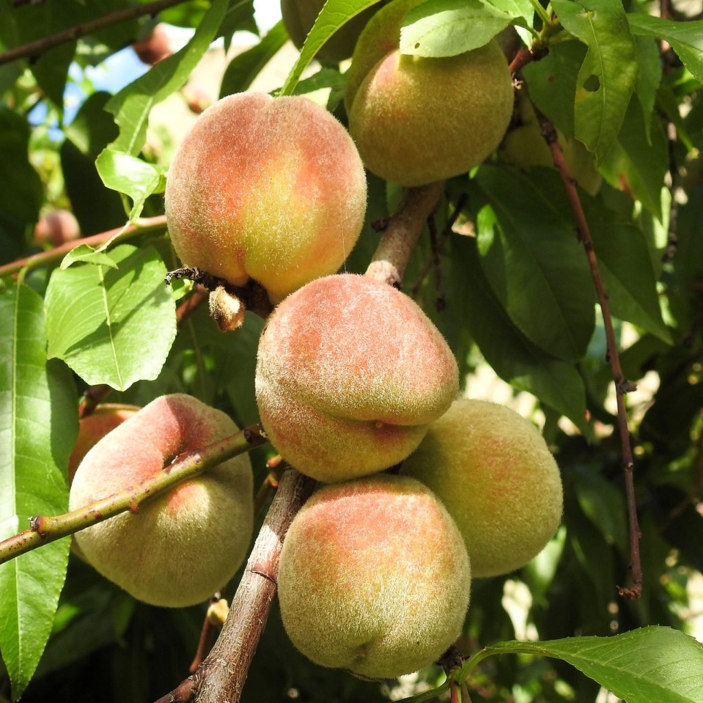 Peach Tree Growing In The Garden