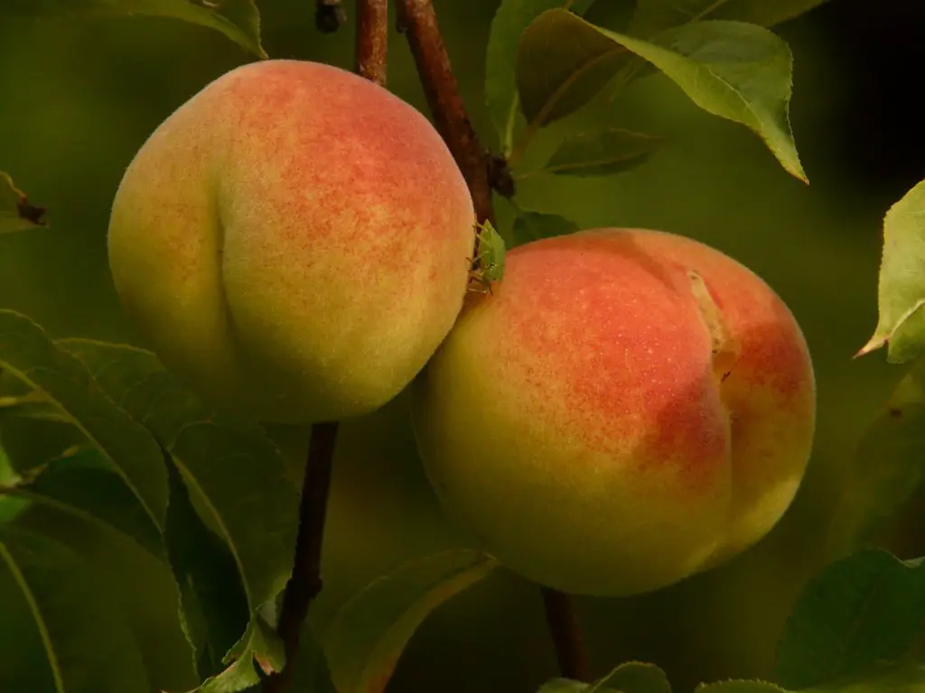 Peaches Growing Outdoors