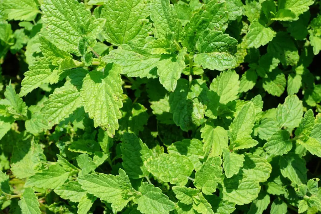Mint Plant Growing Outside