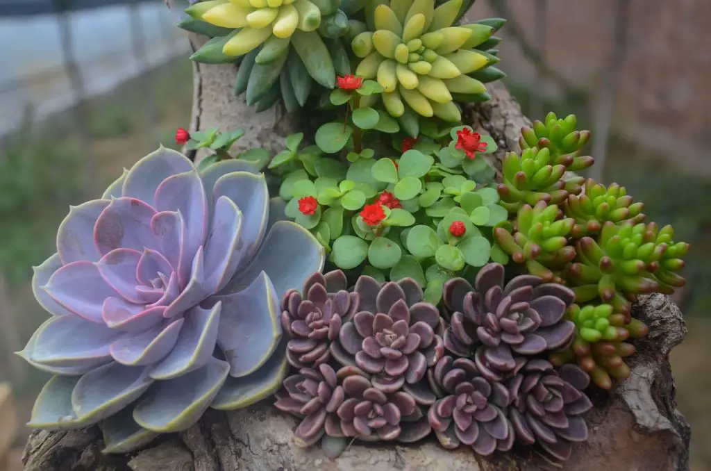 Succulents Growing Outdoors