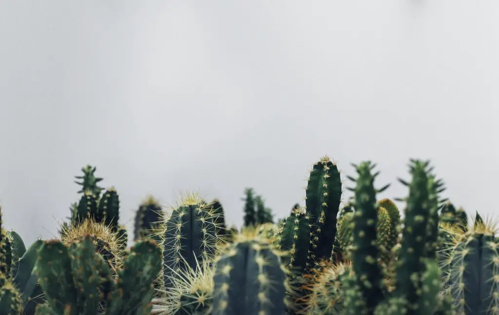 Cactus Plant Growing Inside