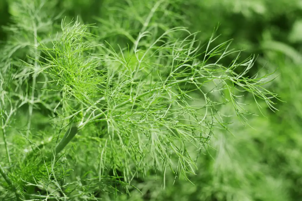 Dill Plants Growing In The Sun