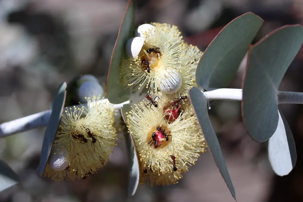Eucalyptus Tree Flowering Outdoors
