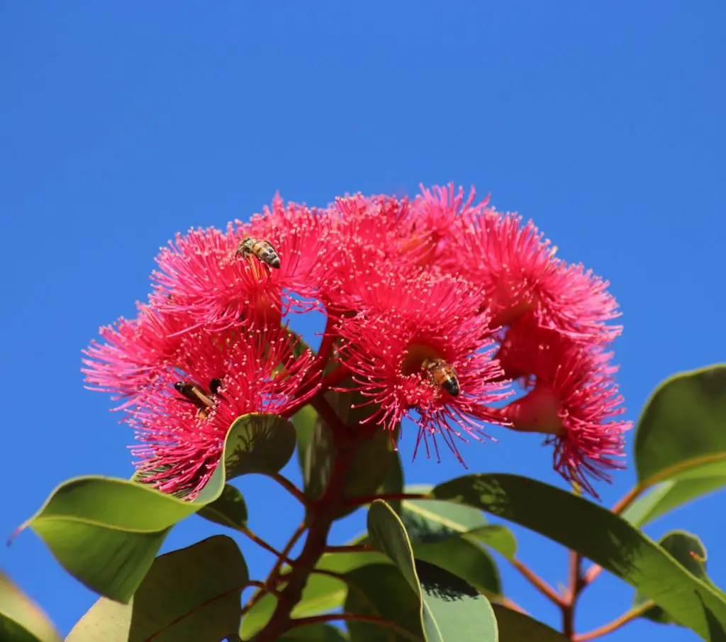 Flowering Eycalyotus Tree Outside