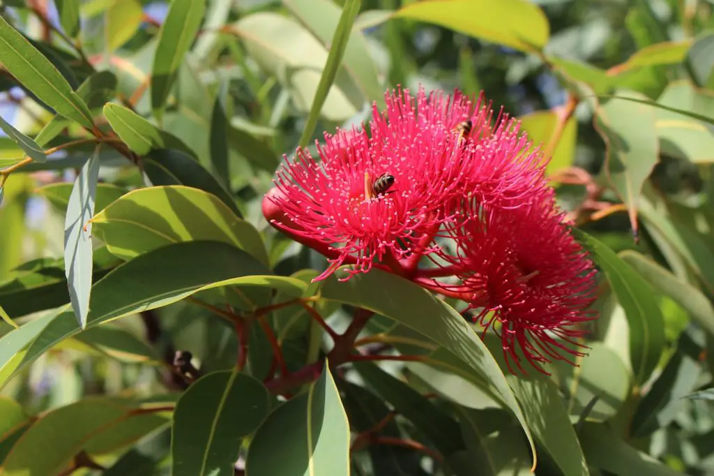 Eucalyptus Tree Flowering Outside
